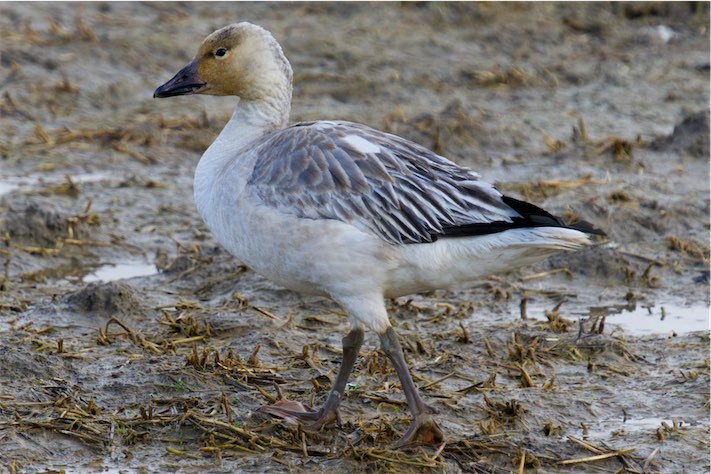 Snow Geese 3 0203